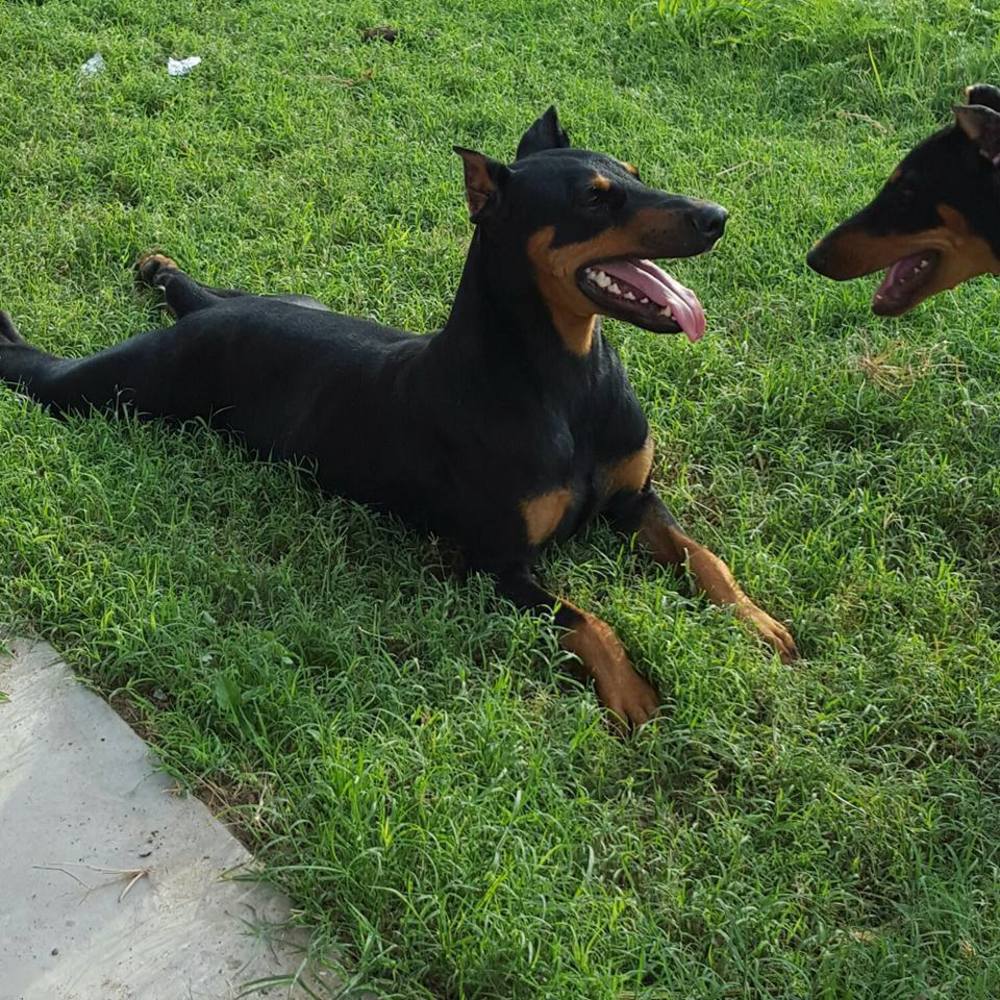 Meet your Posher, Susana